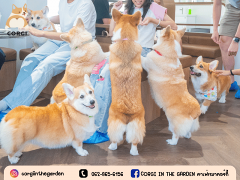 ร้านคาเฟ่คอร์กี้ ราคาหลักร้อย